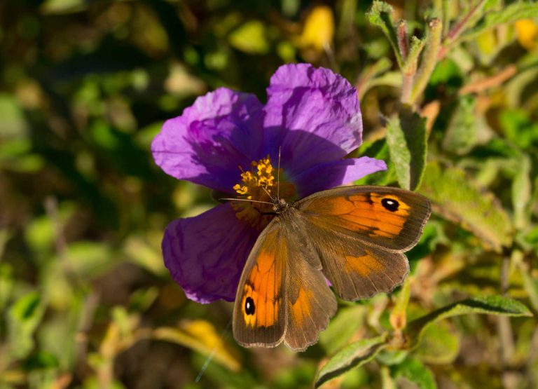 Attractions-Eilat-Botanic-garden-001