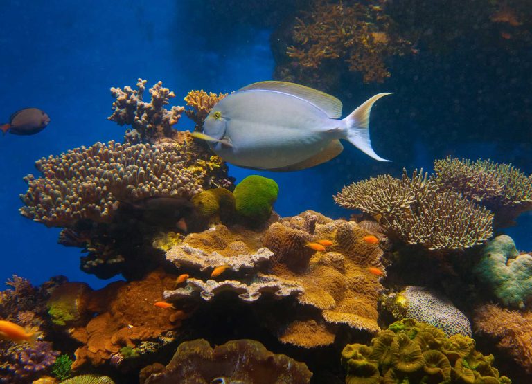 Attractions-Eilat-Eilat-Coral-Beach-Nature-Reservef-001