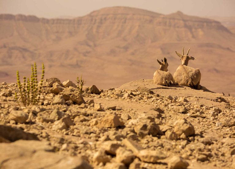 Attractions-dead-sea-genesis-land-001